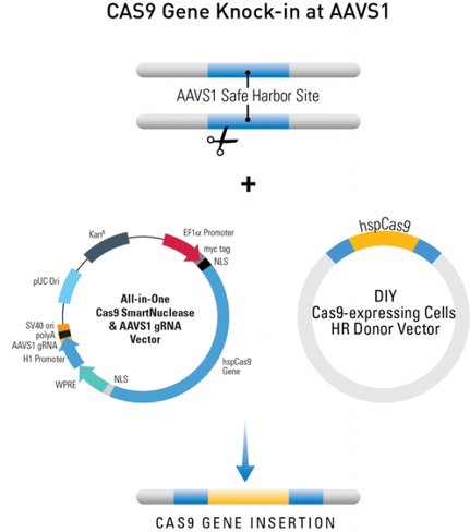 HspCas9 AAVS1 Safe Harbor Knock-in Donor (AAVS1-SA-puro-EF1-hspCas9), Complete Kit with CAS601A-1