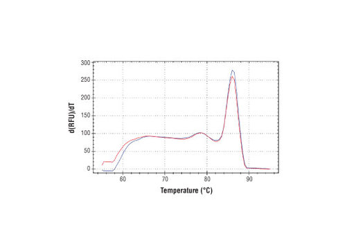 SimpleChIP Human MEF2A Exon 1 Primers 500 µl