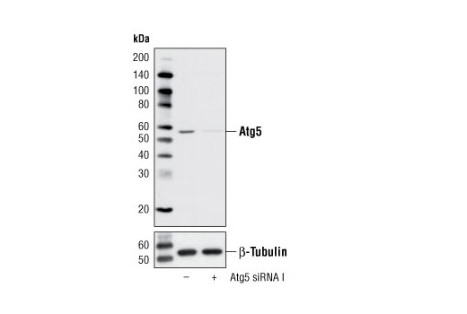 SignalSilence Atg5 siRNA I 300 µl