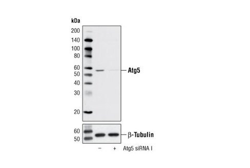 SignalSilence Atg5 siRNA I 300 µl