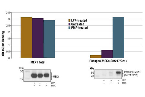 PathScan Phospho-MEK1 (Ser217/221) Sandwich ELISA Kit 1 kit