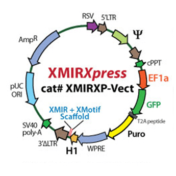 XMIRXpress cloning lentivector with Xmotif 10 rxns