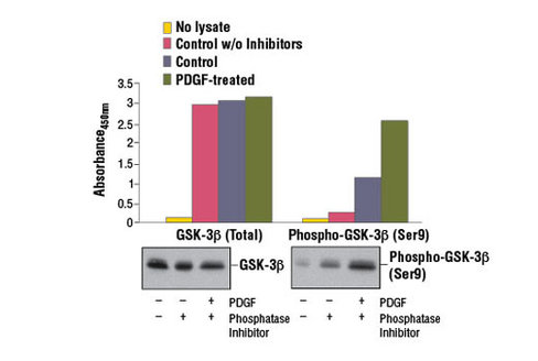 PathScan Total GSK-3beta Sandwich ELISA Kit 1 kit