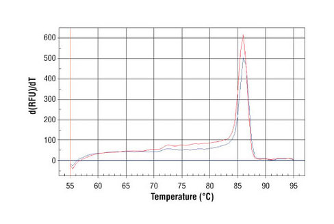 SimpleChIP Human CDKN1A Intron 1 Primers 500 µl