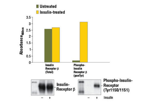 PathScan Phospho-Insulin Receptor beta (panTyr) Sandwich ELISA Kit 1 kit