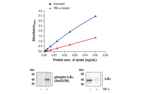 FastScan Total IkappaBalpha ELISA Kit 1 kit