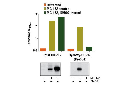 PathScan Total HIF-1alpha Sandwich ELISA Kit 1 kit