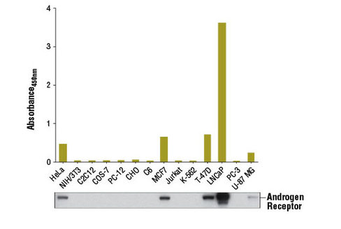 PathScan Total Androgen Receptor Sandwich ELISA Kit 1 kit