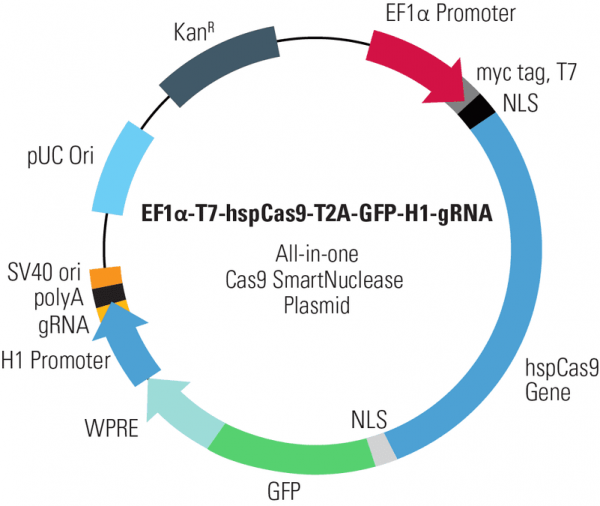 EF1-T7-hspCas9-T2A-GFP-H1-gRNA linearized SmartNuclease vector (CRISPR) 10 réactions