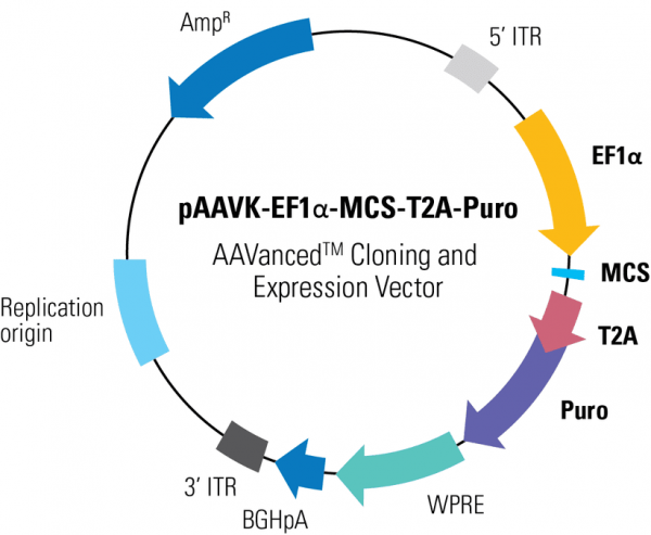 PAAVK-EF1a -MCS-T2A-Puro AAVanced Cloning and Expression Vector10 µg