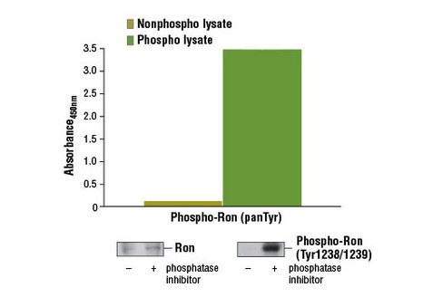 PathScan Phospho-Ron (panTyr)Sandwich ELISA Kit 1 kit