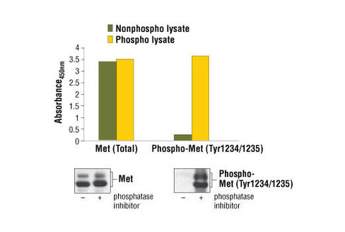 PathScan Phospho-Met (Tyr1234/1235) Sandwich ELISA Kit 1 kit
