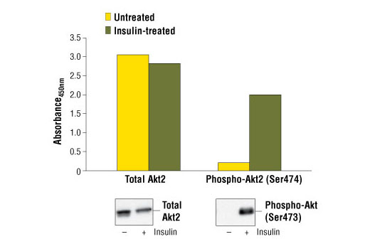 PathScan Total Akt2 Sandwich ELISA Kit 1 kit