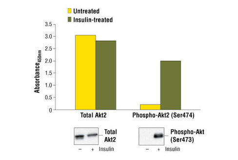 PathScan Total Akt2 Sandwich ELISA Kit 1 kit