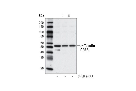 SignalSilence CREB siRNA I 300 µl