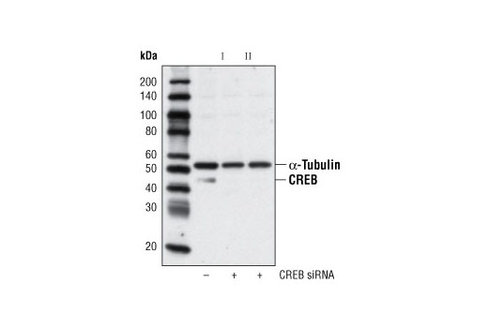 SignalSilence CREB siRNA I 300 µl