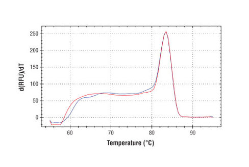 SimpleChIP Human NFE2L2 Intron 1Primers 500 µl