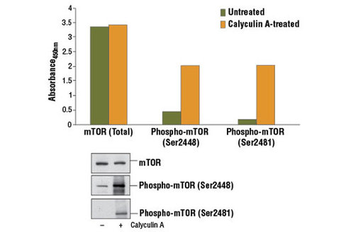 PathScan Phospho-mTOR (Ser2481) Sandwich ELISA Kit 1 kit