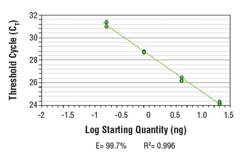 SimpleChIP Mouse B-Myb Intron 2 Primers 500 µl