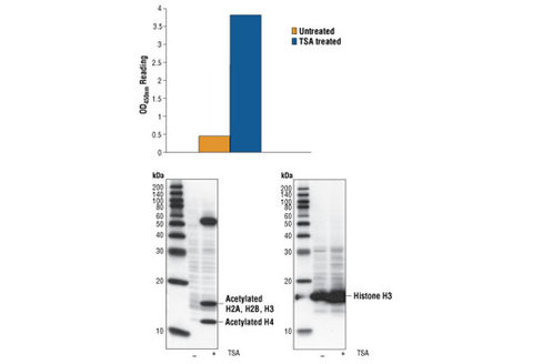 PathScan Acetylated Histone H3 Sandwich ELISA Kit 1 kit
