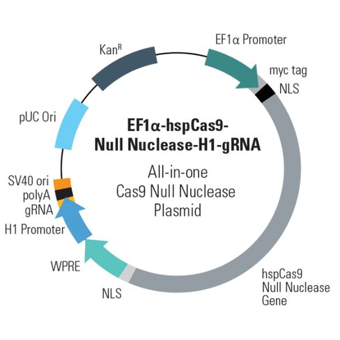 Cas9 Null Nuclease: EF1-hspCas9-DM-H1-gRNA linearized NullNuclease vector (CRISPR) 10 réactions