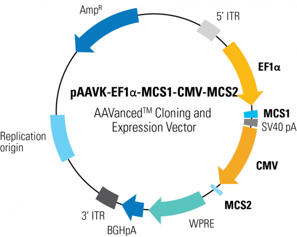 PAAVK-EF1a-MCS1-CMV-MCS2 AAVanced Cloning and Expression Vector10 µg