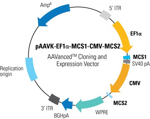 PAAVK-EF1a-MCS1-CMV-MCS2 AAVanced Cloning and Expression Vector10 µg