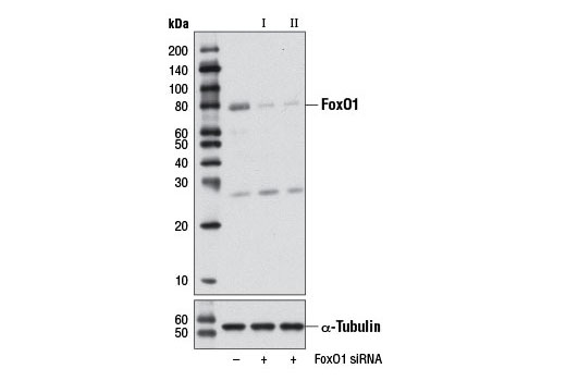 SignalSilence FoxO1 siRNA II (Mouse Specific) 300 µl