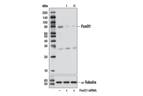 SignalSilence FoxO1 siRNA II (Mouse Specific) 300 µl