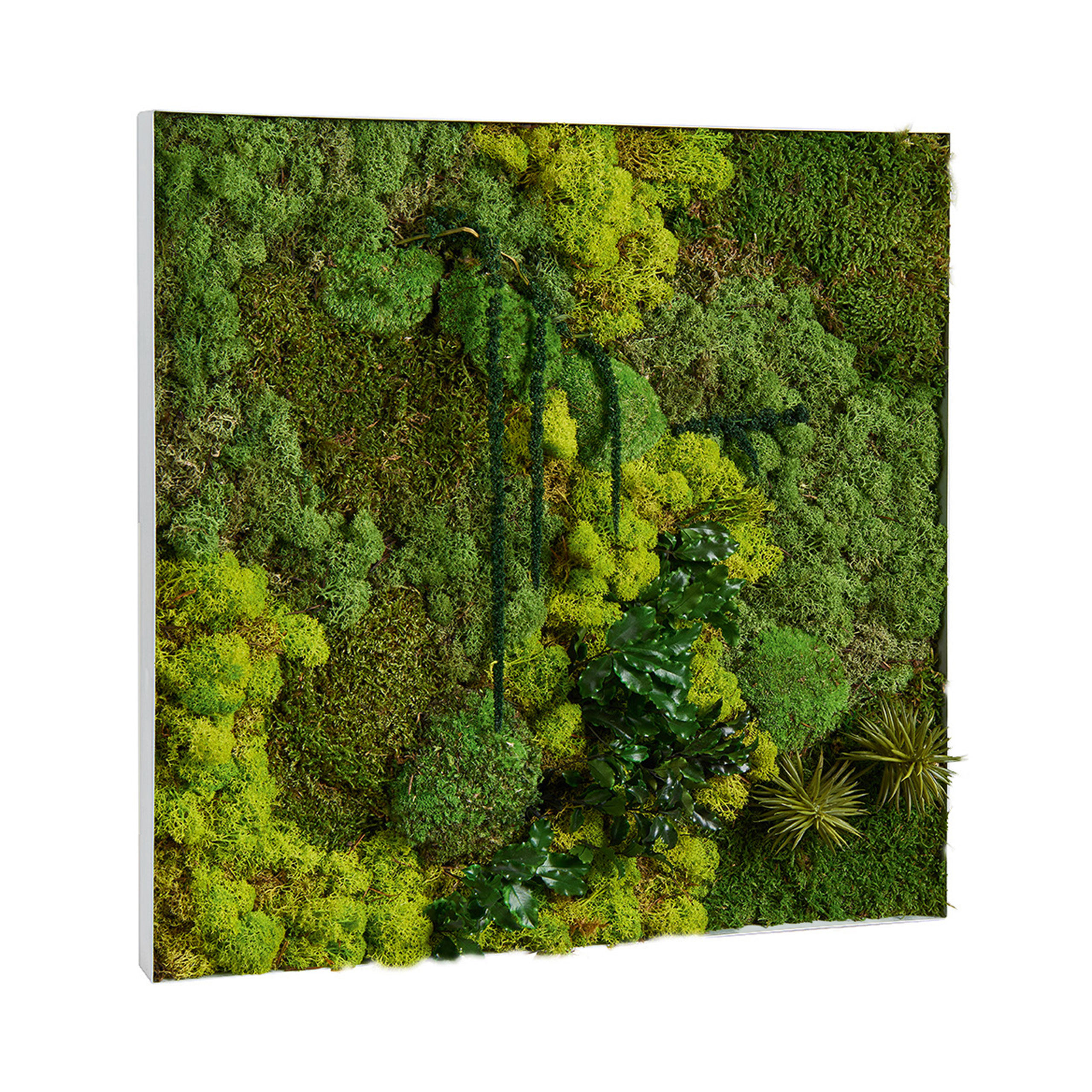 Cadre végétal mural CV19 vert - 60 x 60 cm