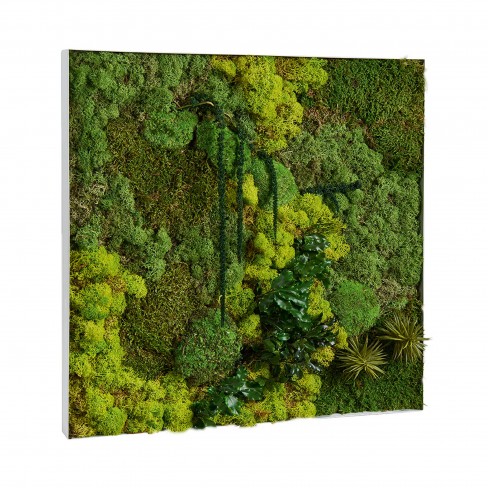 Cadre végétal mural CV19 vert - 60 x 60 cm