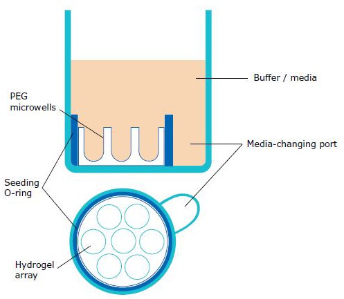 Plaque Culture 3D Millicell® Microwell Plates 400 µm U-bottom 96-well Hydrogel Plates, Organoid and Spheroid