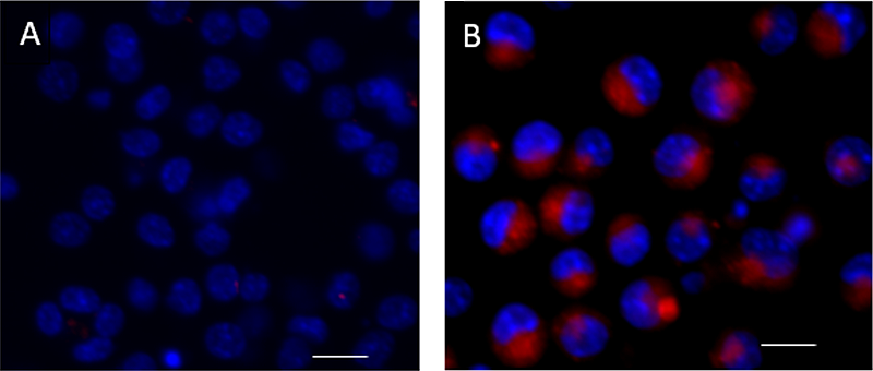 Cellular Senescence Kit Red Reactivity: Mouse, Human Size: 100 test