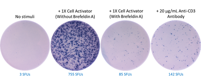 ELISpot MAX(TM) Deluxe Set Human IFN-gamma Reactivity: Human Size: 5 plate