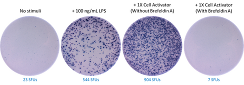 ELISpot MAX(TM) Deluxe Set Human TNF-alpha Reactivity: Human Size: 5 plate