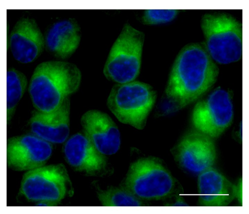 Endoplasmic Reticulum Probe Green Reactivity: Human Size: ea