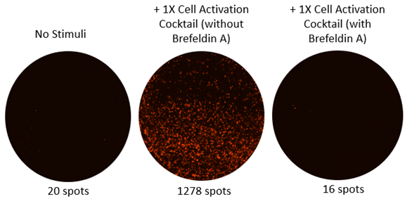 FluoroSpot MAX(TM) Deluxe Set Human IFN-gamma Reactivity: Human Size: 5 plate