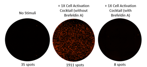FluoroSpot MAX(TM) Deluxe Set Human TNF-alpha Reactivity: Human Size: 5 plate