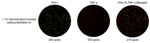 FluoroSpot MAX(TM) Deluxe Set Human TNF-alpha/IFN-gamma Reactivity: Human Size: 5 plate