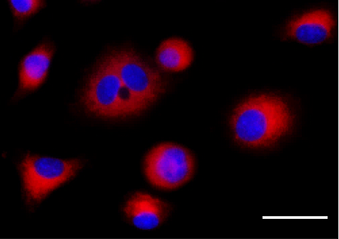 Golgi Detection Probe Red Reactivity: Human Size: ea