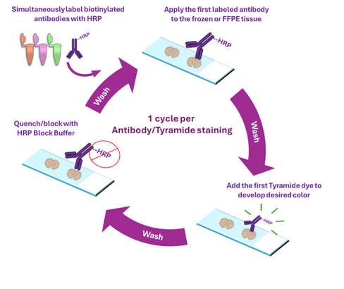 Multiplex Immunohistochemistry Kit (3-color TSA) Reactivity: Species independent Size: 250 test