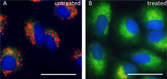 JC-10 Mitochondrial Membrane Potential Kit Reactivity: Human, Mouse, Rat, All Species Size: 1 kit