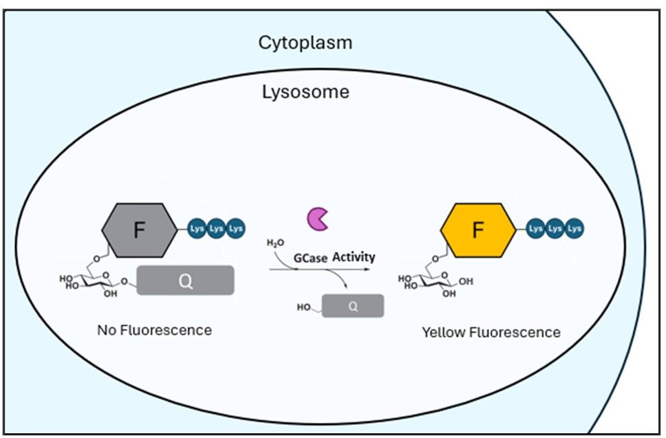 LysoFix-GBA (Lysosomal GCase Probe Yellow) Reactivity: Human Size: 500 ug