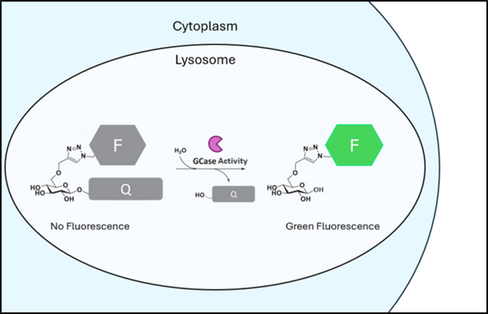 LysoFQ-GBA (Lysosomal GCase Probe Green) Reactivity: Human Size: 500 ug