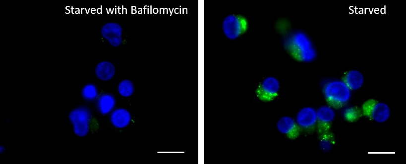 Lysosome Probe Green Reactivity: Human, Mouse Size: 1 vial