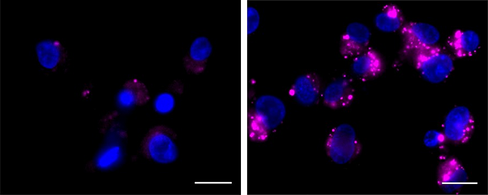 Lysosome Probe NIR Reactivity: Human, Mouse Size: 1 vial