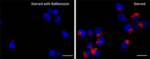 Lysosome Probe Red Reactivity: Human, Mouse Size: 1 vial