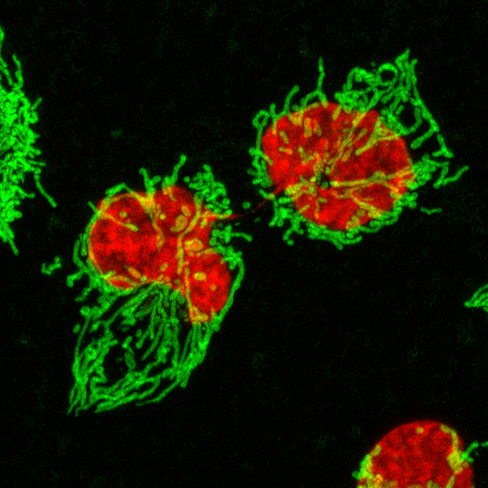 MitoSpy(TM) NIR DiIC1(5) Reactivity: Human, Mouse, Rat, All Species Size: 200 test