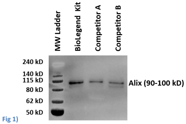 MojoSort(TM) Human CD81 Microbead Exosome Kit Reactivity: Human Size: 1 kit