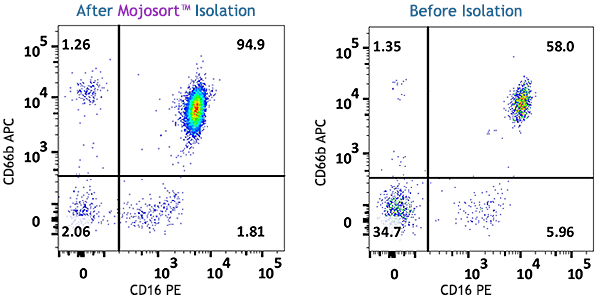 MojoSort(TM) Whole Blood Human Neutrophil Isolation Kit Reactivity: Human Size: 10 test